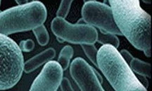 Bacillus Clausii - Công Ty Cổ Phần Dược Phẩm Thiên Nguyên